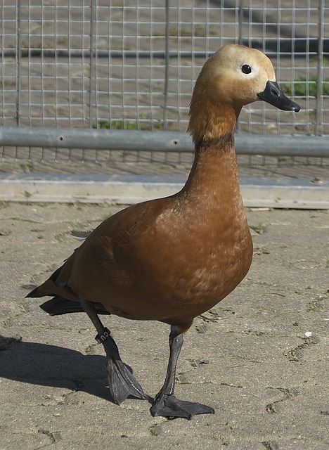 不可或缺